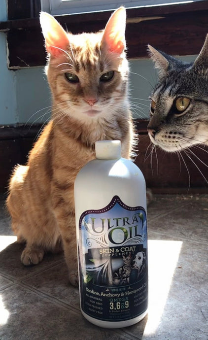 Ultra Oil Helps Maintain Your Cat’s Health