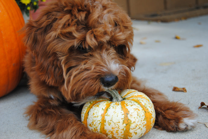 5 Health Benefits of Pumpkin For Dogs