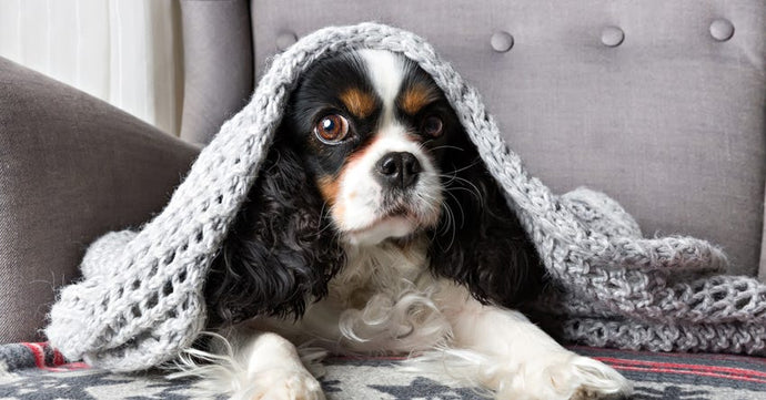 5 Tips to Help Fido Cope With Cold Weather
