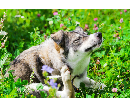 Everything You Need To Know About Dog Dandruff