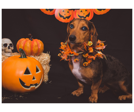 Celebrating Halloween with Your Pet