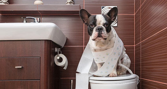 5 Weird Things Pets Do