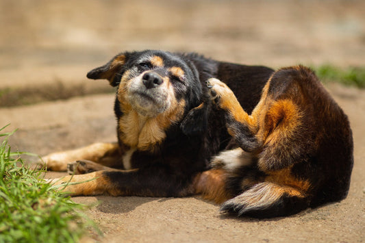 What Can I Feed My Dog if He Has Itchy Skin?