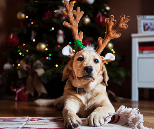 Celebrating the season: Pet Safety Guide