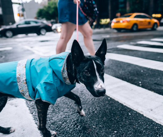 Top Five Pet Friendly Cities