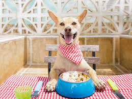 How Often Should Dogs Eat And How Much?
