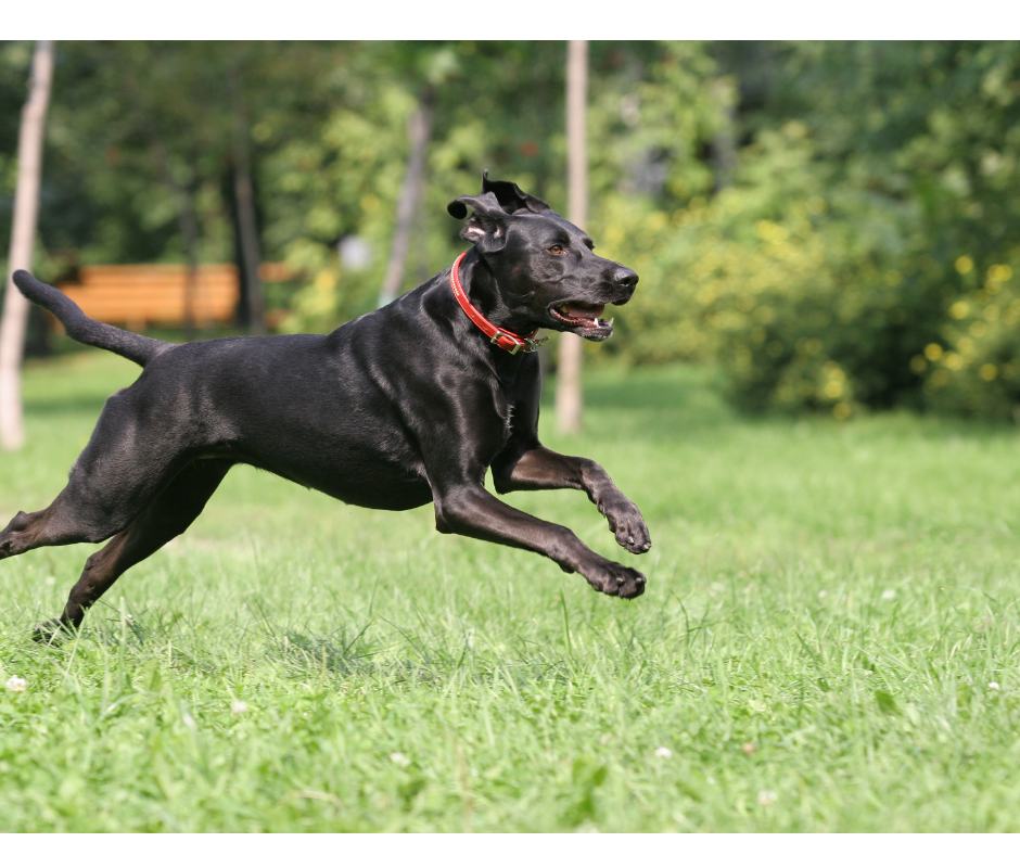 Why Is Exercise Important For Your Dog?