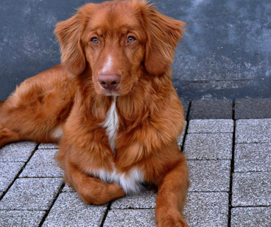 How To Help With Your Pet’s Shedding