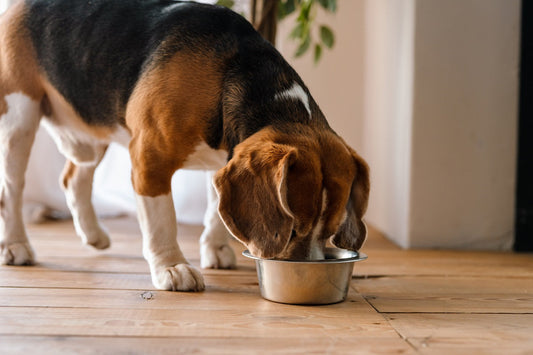 Dog Food for Sensitive Skin: Choosing the Right Nutrition for Your Pet’s Comfort