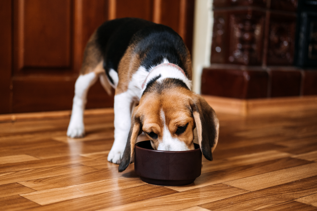 Dog Food for Gut Health: The Right Formula Means a Happy, Healthy Gut