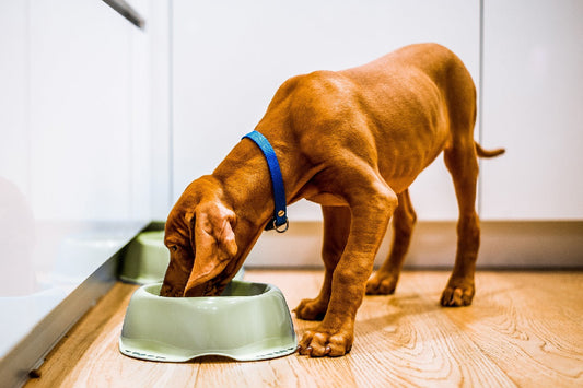 Dog Food for Joints: Picking The Right Nutrition Can Ease Joint Pain