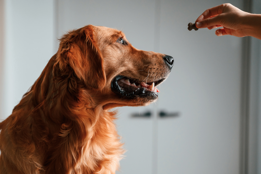 Glucosamine Dog Treats: A Simple Snack for Long-Lasting Joint Support