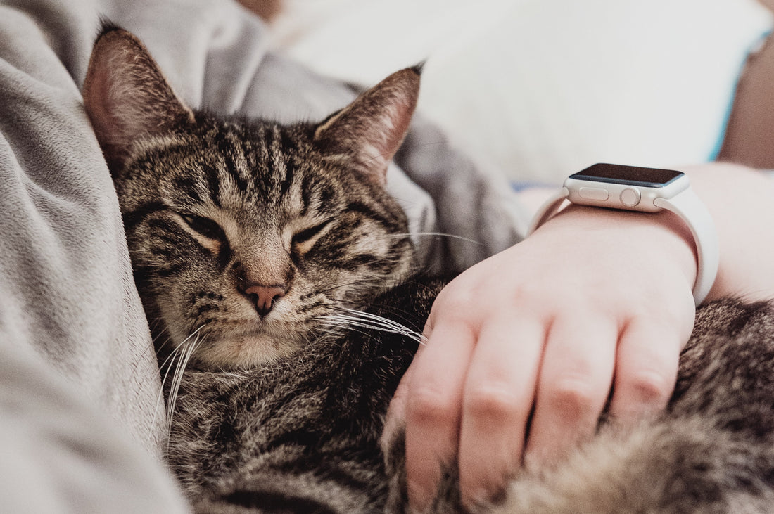 How Can Pets Help with Stress?