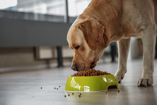 Best Dog Food for Dry Itchy Skin: Effective Diets for Happier, Healthier Dogs