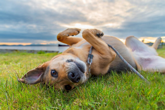 Dog Food for Urinary Health: Formulas That Keep Your Pet’s Bladder Healthy