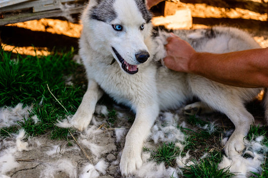 Help, My Dog Is Losing Hair in Patches and Scabs — What Can I Do?