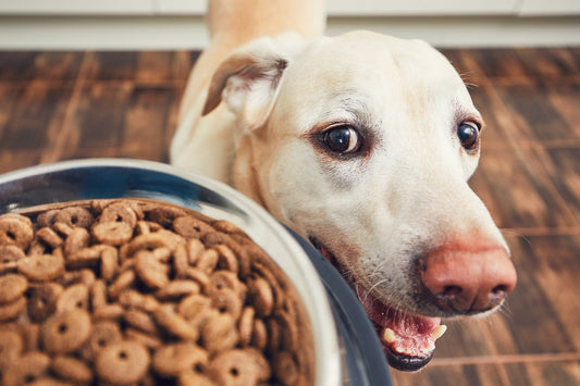 Yes, The Right Dog Food Can Help Arthritis, Here's How & Options.