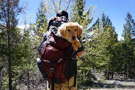 Hiking With Your Dog