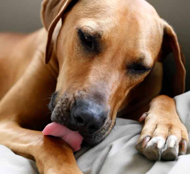 Why dogs lick and chew their paws?