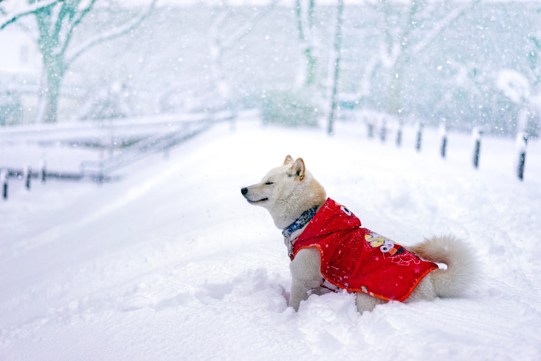 How to Keep Your Pets Comfortable During Winter