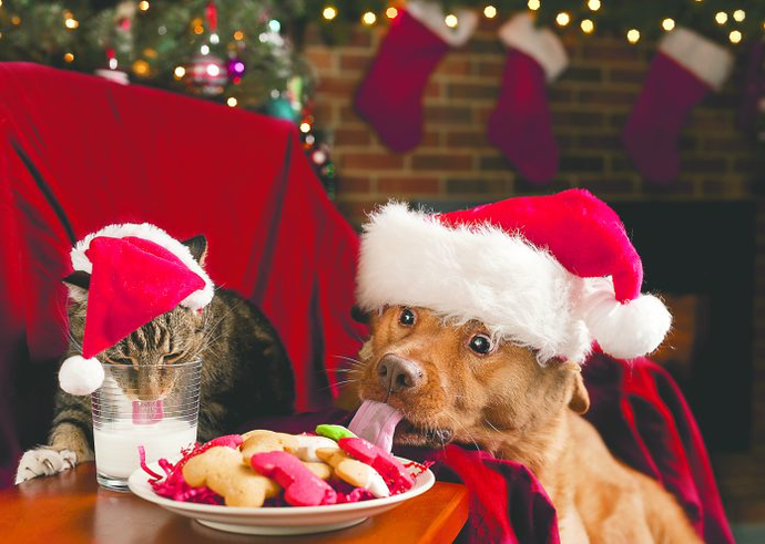 5 Naughtiest Things Pets Do During The Holidays