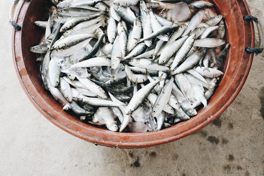 The Benefits of Anchovies and Sardines