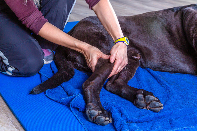 Dog Joint Health & Joint Pain: What Every Dog Owner Should Know