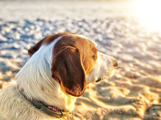 How To Keep Your Pets Safe & Cool with Approaching Warm Weather