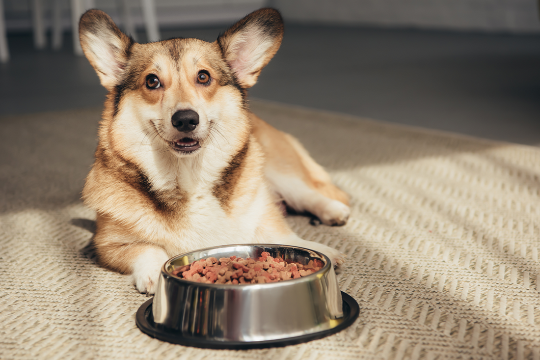 Dog Food for Better Digestion: The Right Formula Can Soothe Your Dog’s Stomach