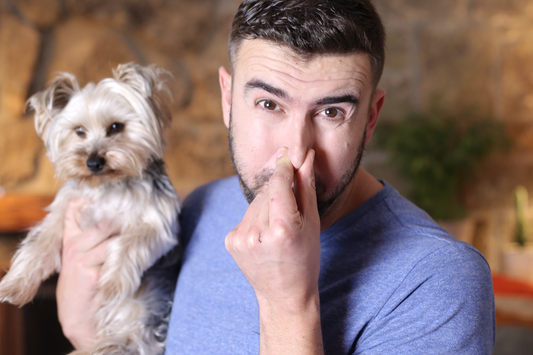 Dog Farts Smell Like Sulfur or Rotten Eggs: How to Address Your Pet’s Unpleasant Gas