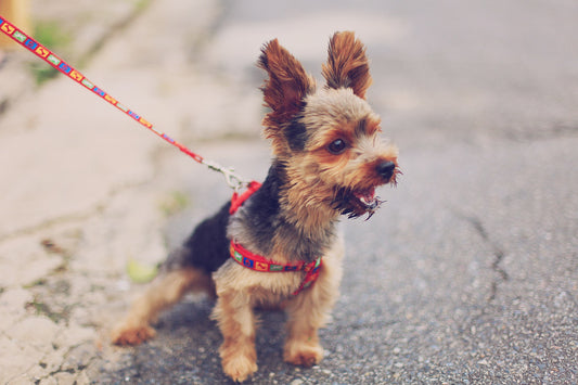 How to Stop Your Dog From Pulling on the Leash