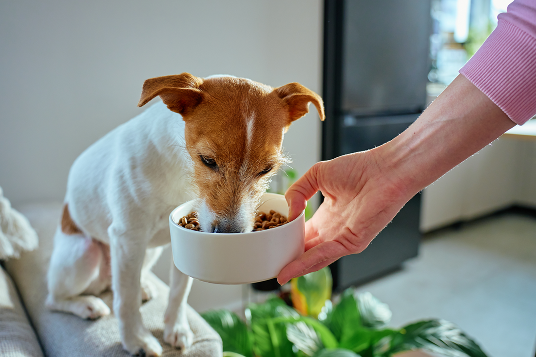 Dog Food with Dog Shedding Supplements: Reduce Shedding Through Nutrition