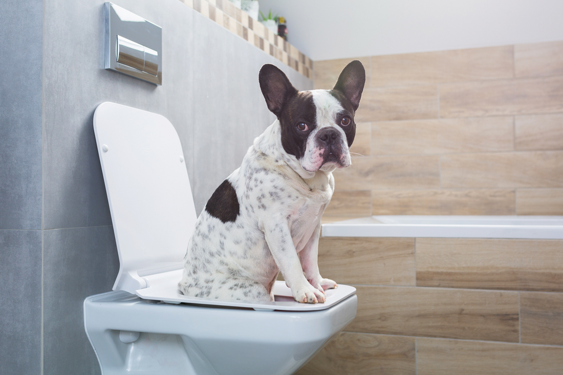 Dog Food for Constipation: Prevent and Treat Constipation with the Right Diet