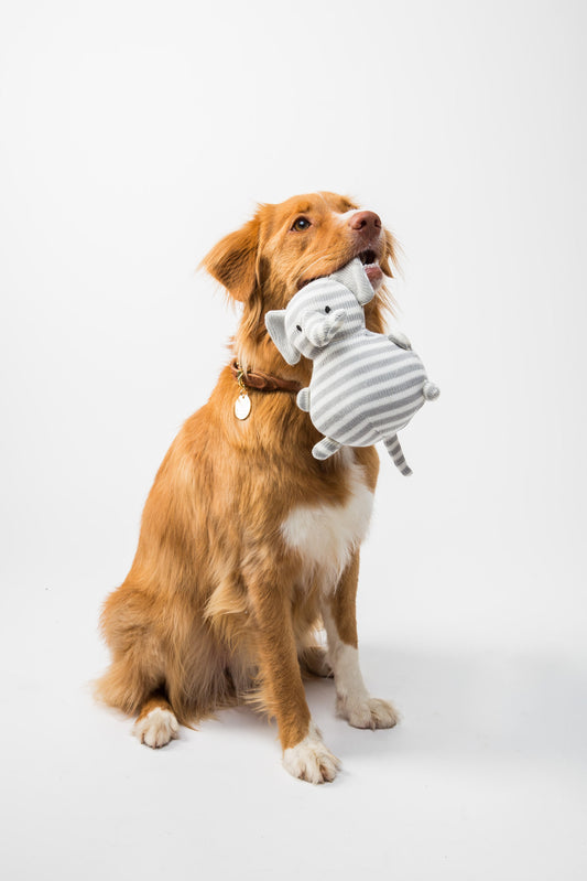 Choosing the Right Dog Toy