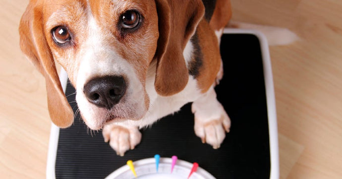 How to Help Your Dog Lose Weight