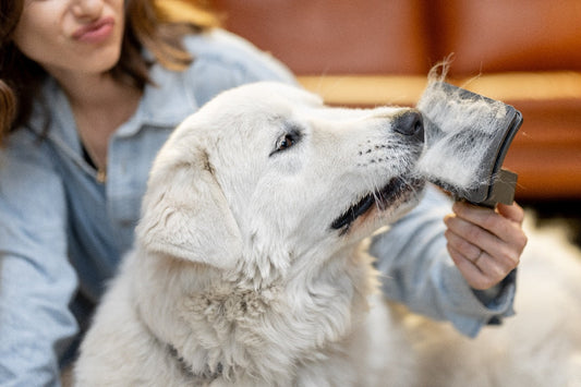 Help, My Dog Is Shedding! Why Do Dogs Shed So Much? What Can I Do?