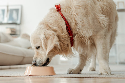 Dog Food That Helps With Shedding: Ultra Oil for Pets